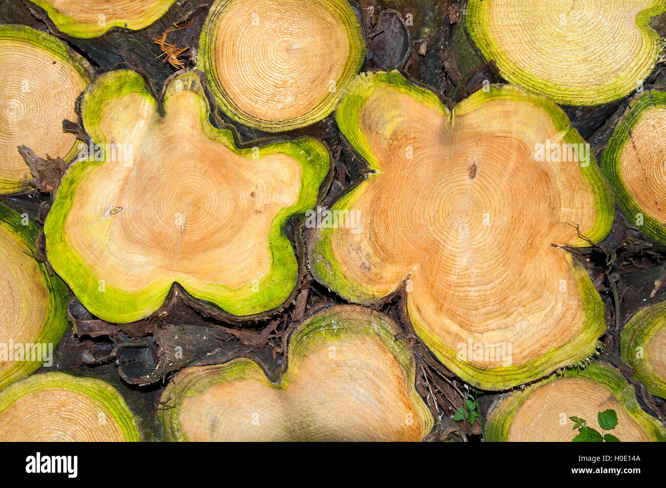Cut logs Stock Photo