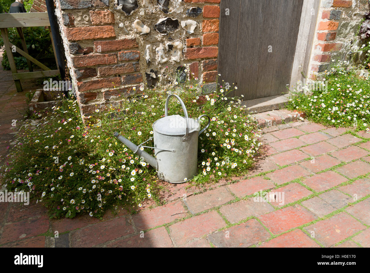 Old galvanised metal watering can on a brick path with flint stone wall behind. Santa Barbara /  Mexican daisy plants. Stock Photo