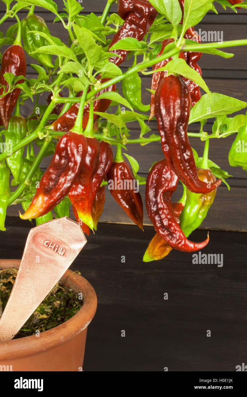 Spicy Hot Bhut Jolokia Ghost Peppers. Domestic cultivation extra hot chili burn. Ghost Peppers on a Background. Capsicum Stock Photo