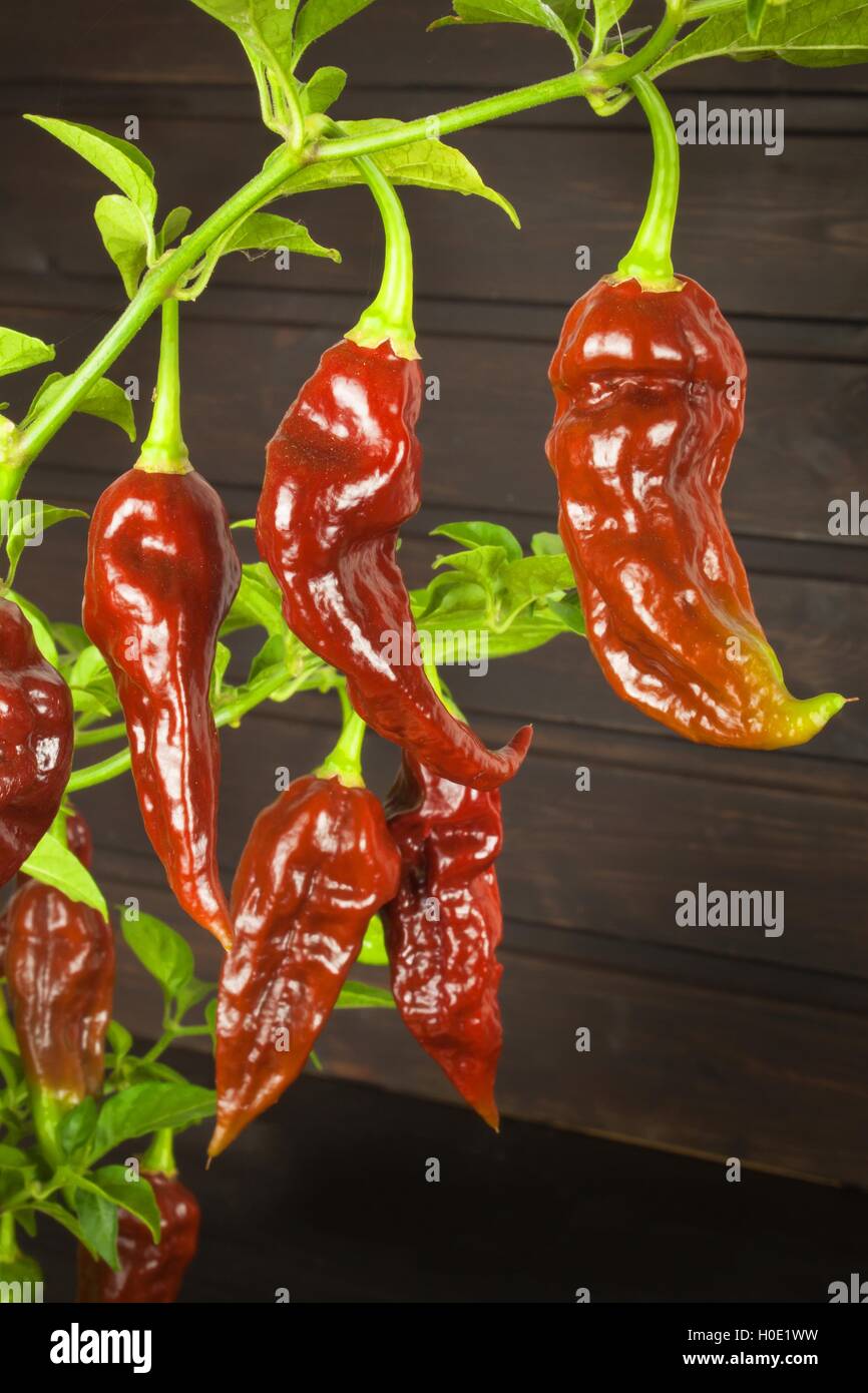 Spicy Hot Bhut Jolokia Ghost Peppers. Domestic cultivation extra hot chili burn. Ghost Peppers on a Background. Capsicum Stock Photo