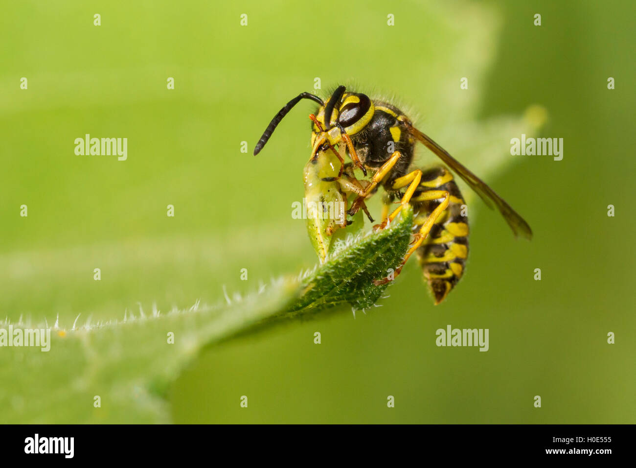 Paper wasp (Polistess spp.) A Carnivore Wasp eating Grasshopper Stock Photo