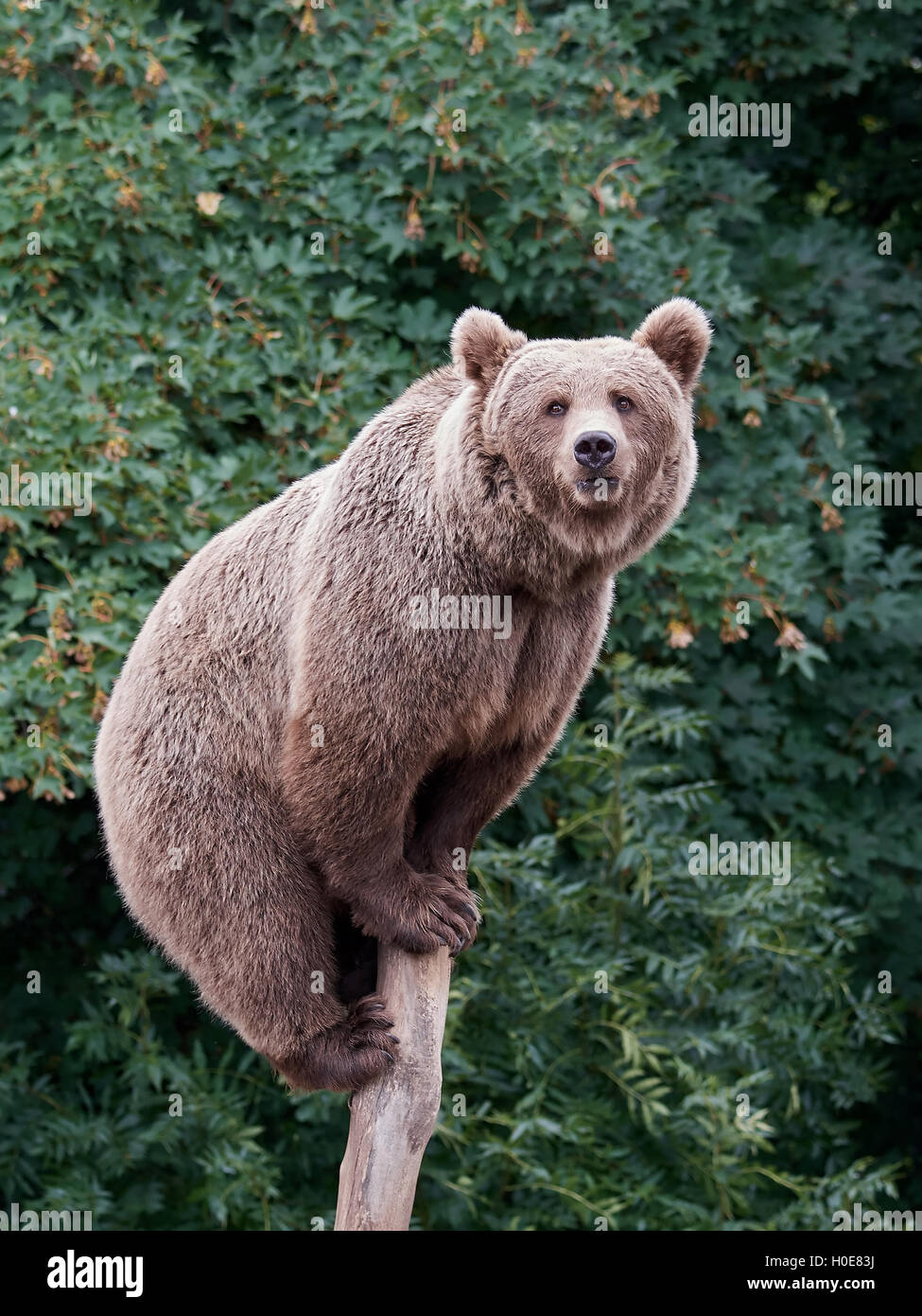 Brown bear sitting on a tree trunk with vegetation in the background Stock Photo