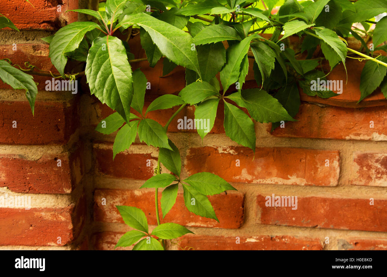 Wall made of red bricks covered with green leaves, vines and creepers