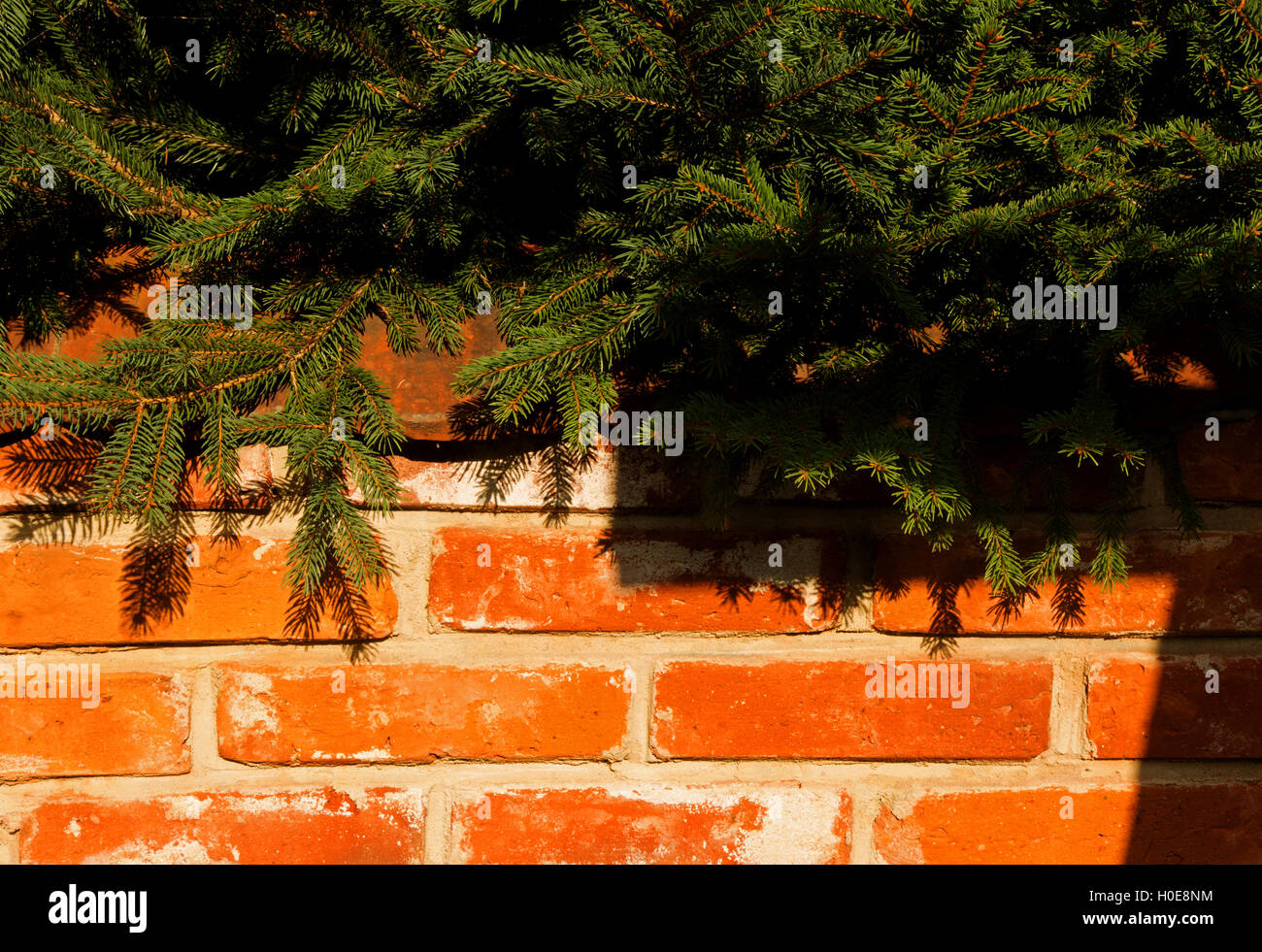 Wall made of red bricks partially covered from the top branches of trees spruce, a beautiful sunny day. Interesting background. Stock Photo