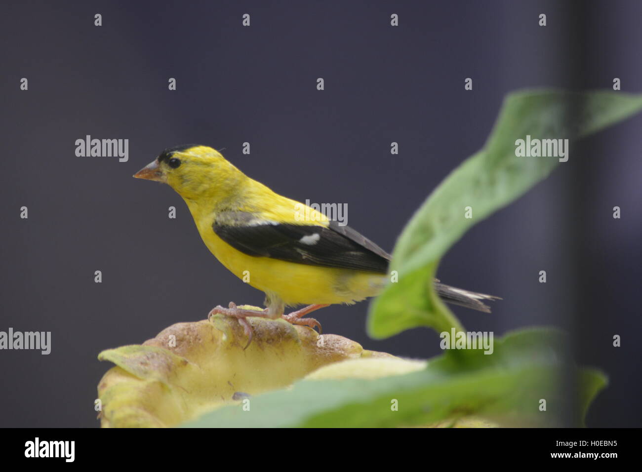 American goldfinch perched on a branch Stock Photo - Alamy