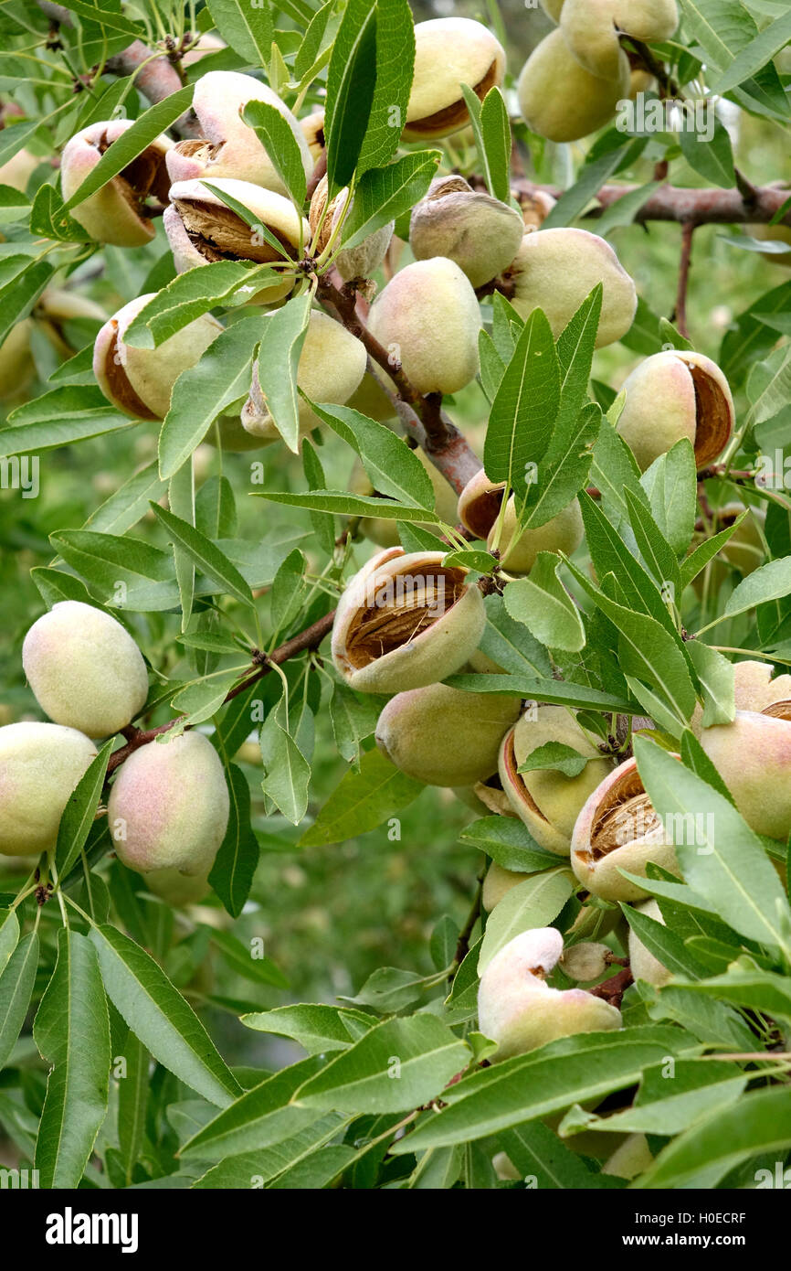 Ripe almonds hi-res stock photography and images - Alamy