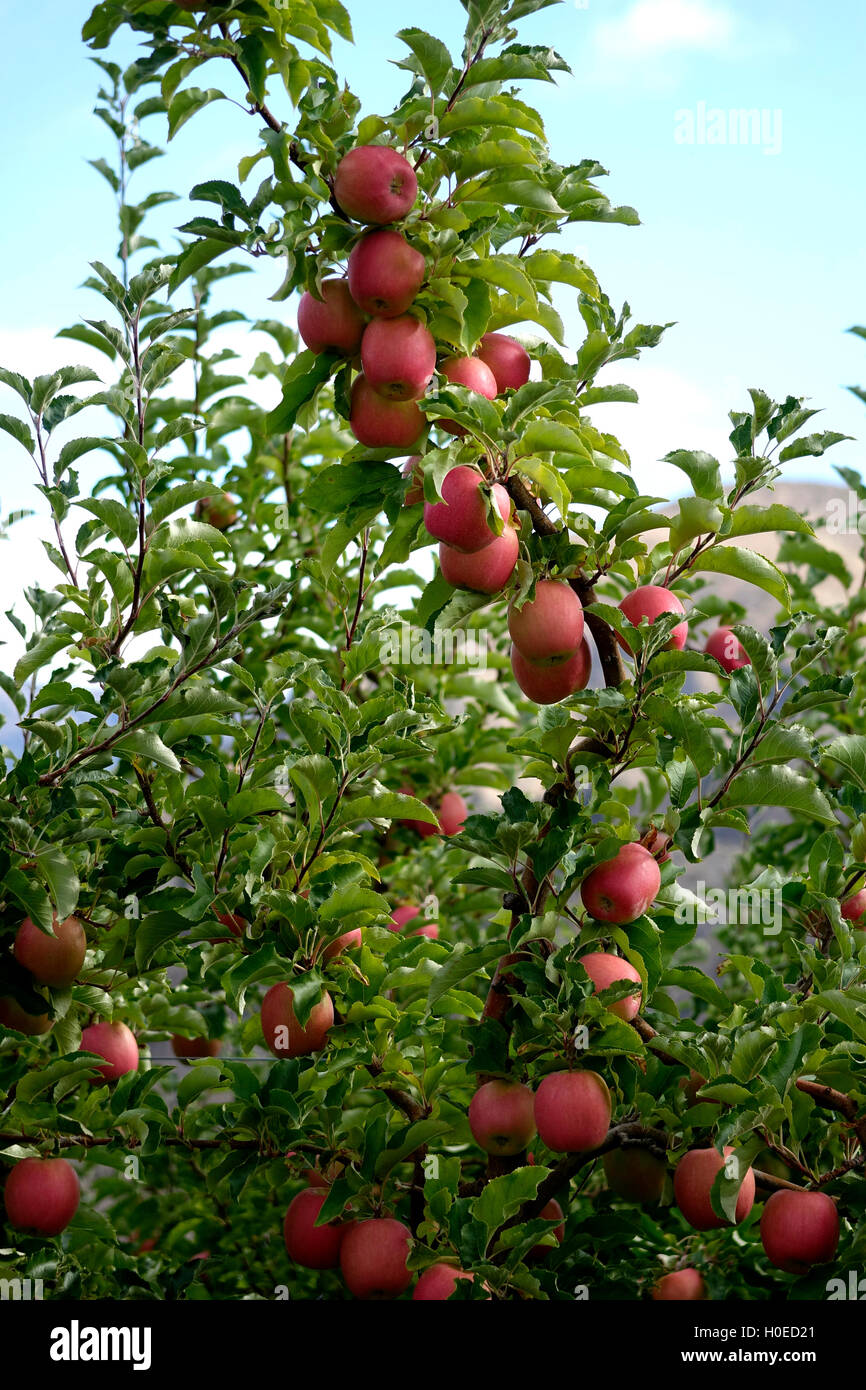 Pink Lady apples Stock Photo Alamy