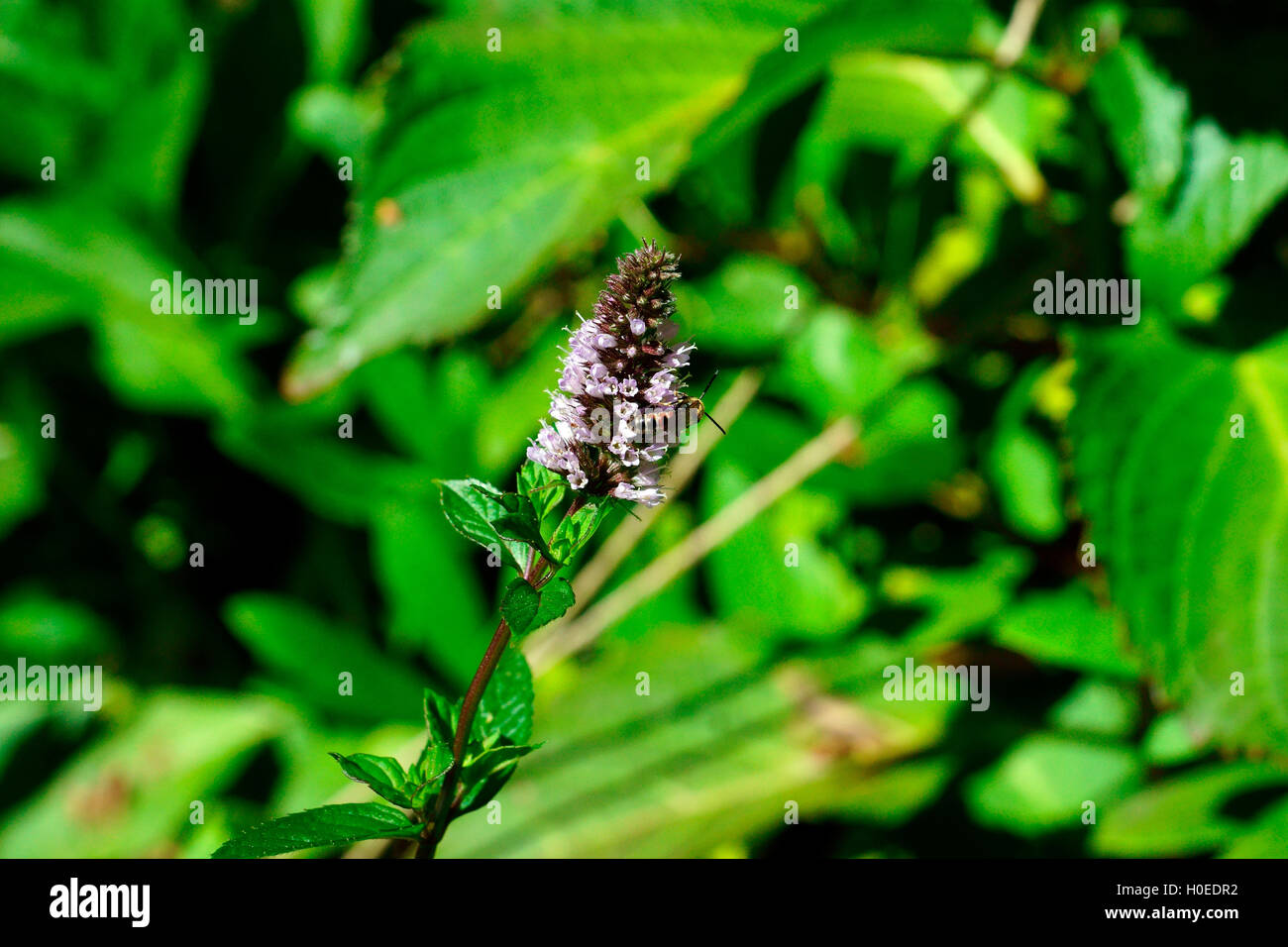 MINT IN FLOWER ATTRACTING YOUNG BEES Stock Photo Alamy