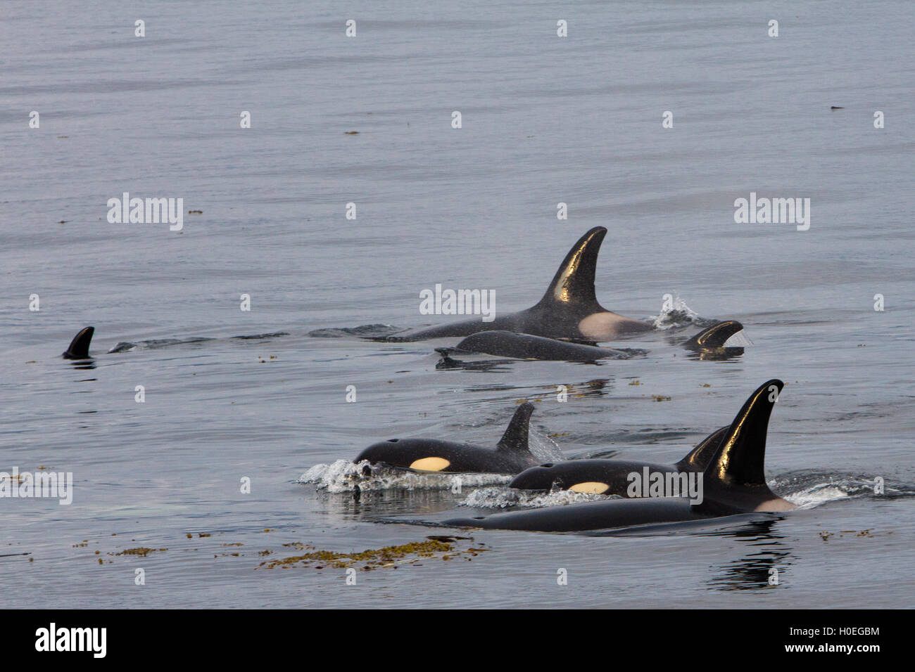 Pod of resident killer whales passing kelp in Southeast Alaska Stock Photo