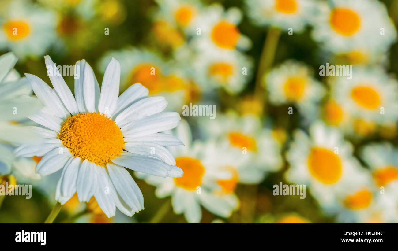 Blooming daisies in the summer meadow selective focus. Beautiful green field landscape Stock Photo