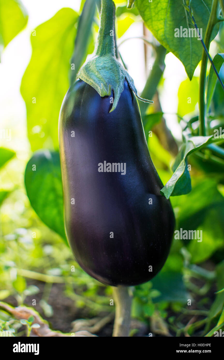 Ripe eggplant growing in garden. Cultivated fresh vegetables. Eggplant in vegetable garden. Stock Photo