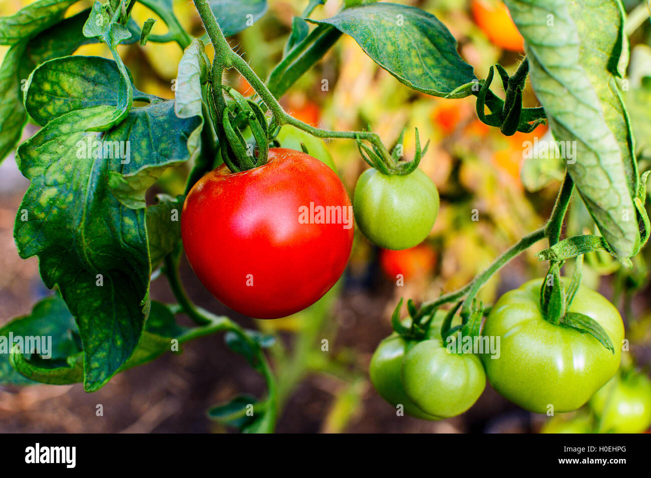 Ripe tomato growing in open ground. Tomatoes in vegetable garden
