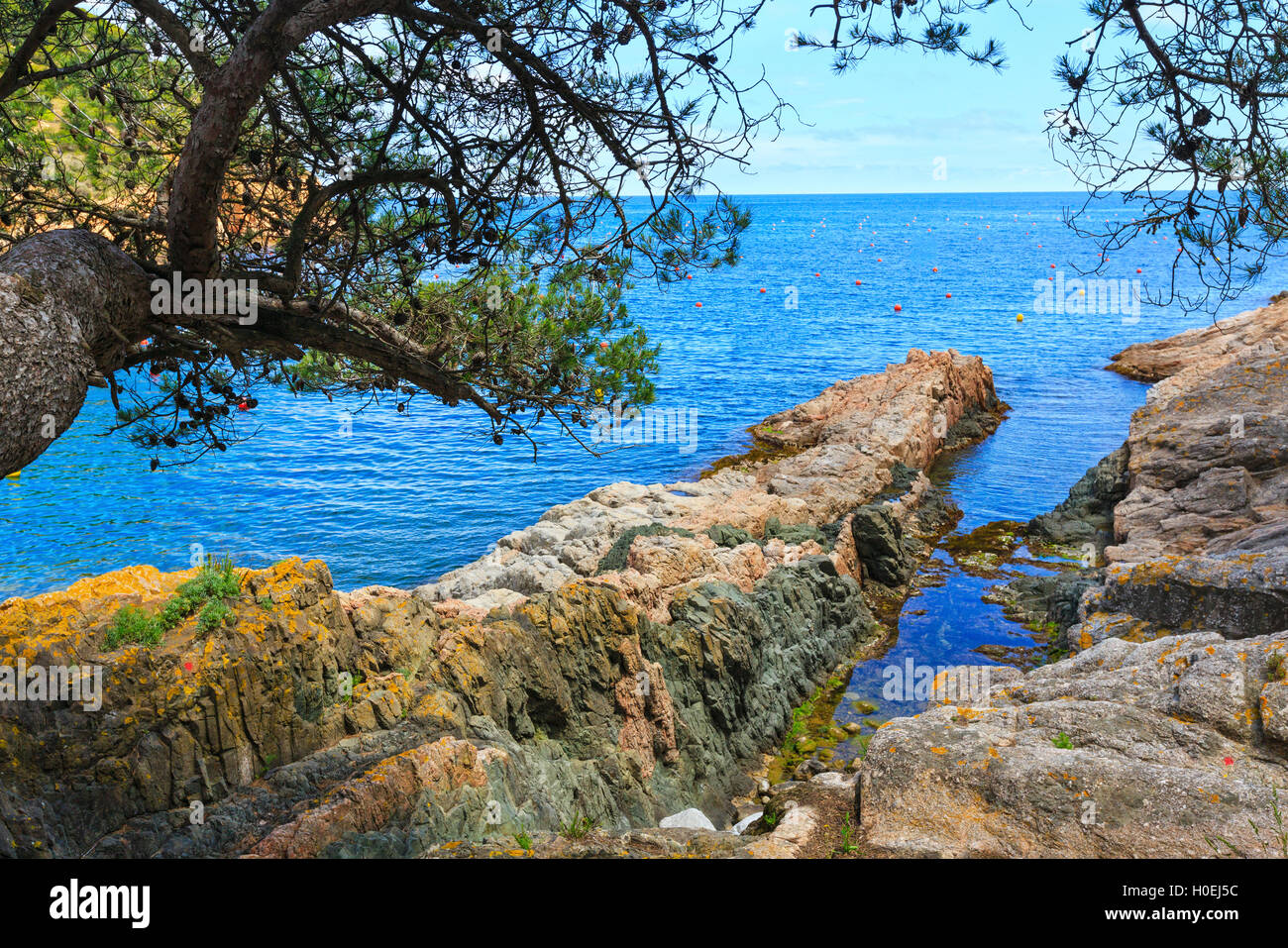 Pine trees with cones on rocky coast above sea Stock Photo - Alamy