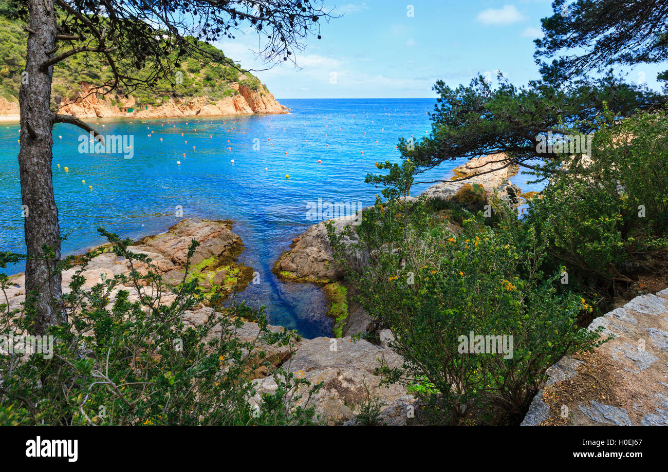 Pine trees with cones on rocky coast above sea Stock Photo - Alamy