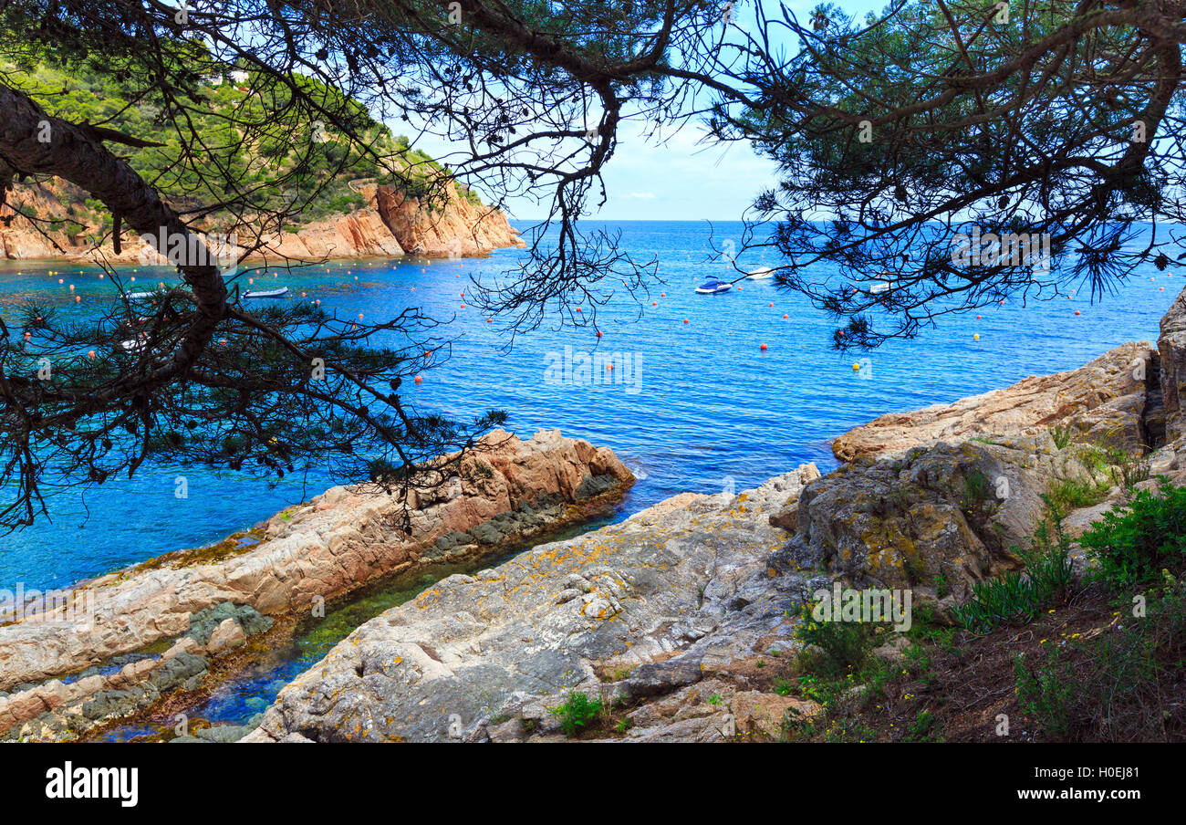Pine trees with cones on rocky coast above sea Stock Photo - Alamy