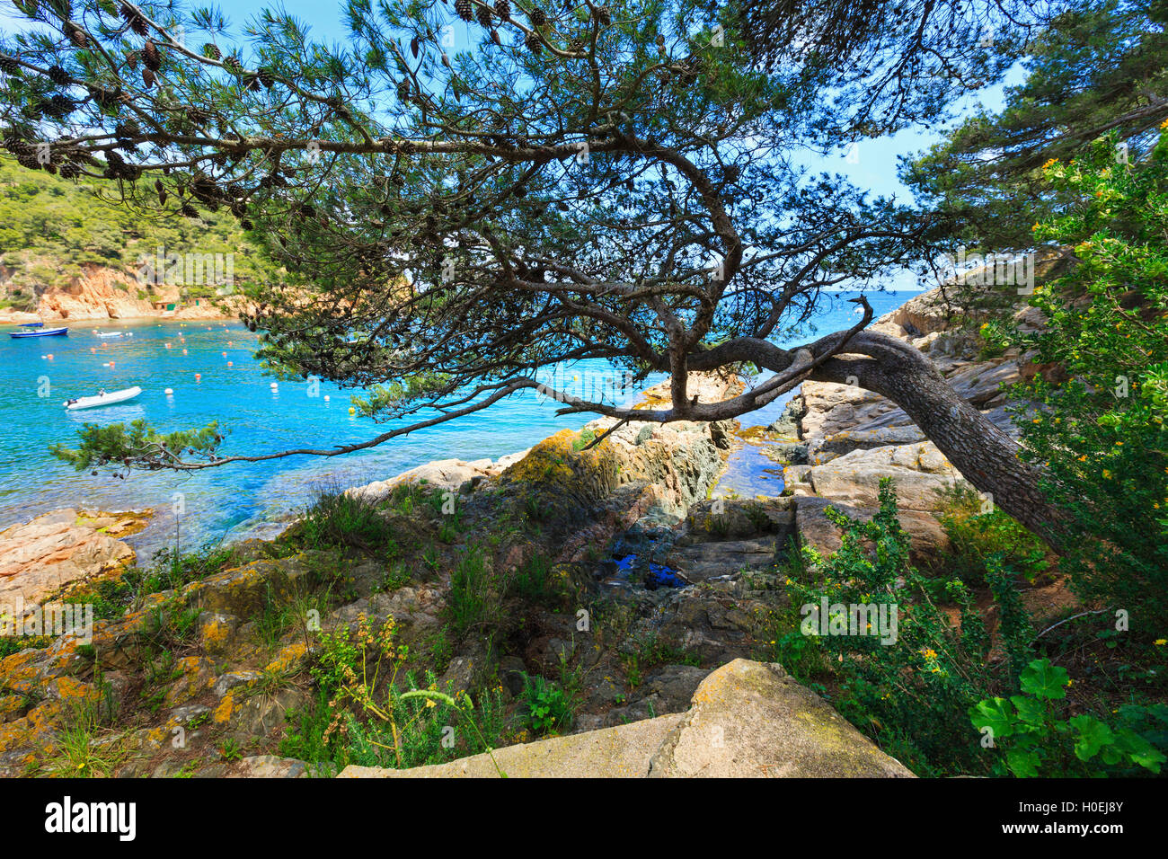 Pine trees with cones on rocky coast above sea Stock Photo - Alamy