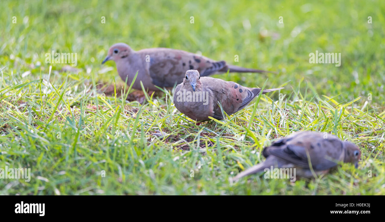 Mourning Doves, Turtle Doves (Zenaida macroura) feeding in green grass