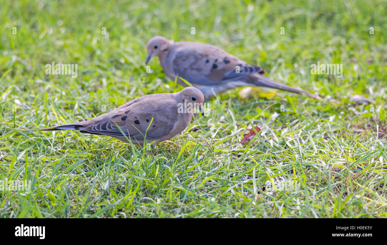 Mourning Doves, Turtle Doves (Zenaida macroura) feeding in green grass