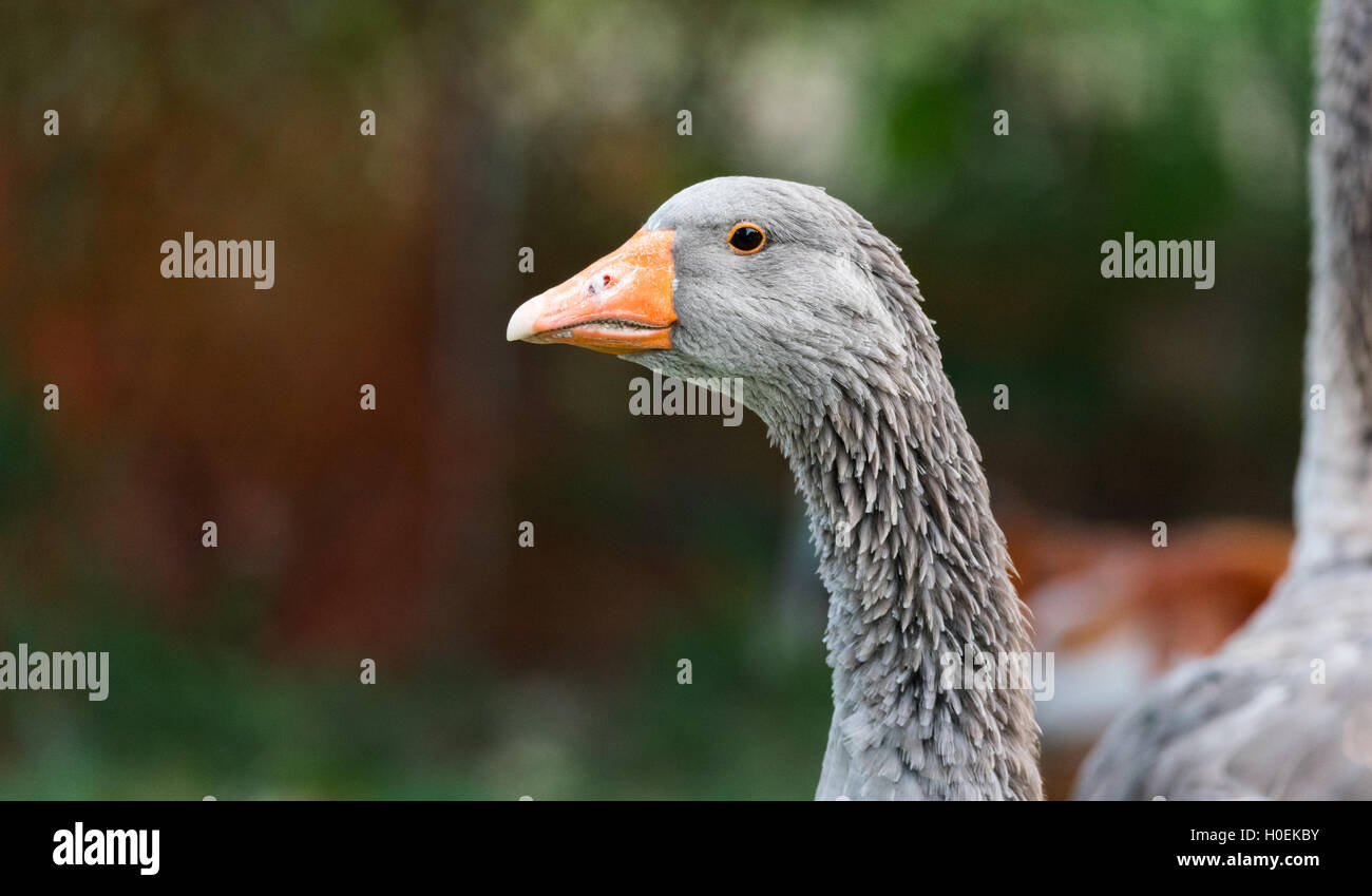 Close up view of Greylag goose's face, featuring serrated mandibles. Stock Photo