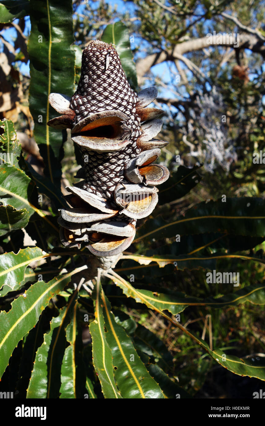 Seed cone of the Firewood Banksia (Banksia menziesii), Koondoola Regional Bushland, Perth, Western Australia Stock Photo