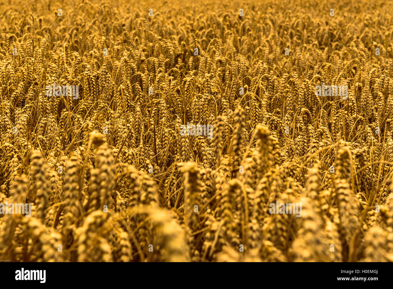Golden Corn Field Stock Photo