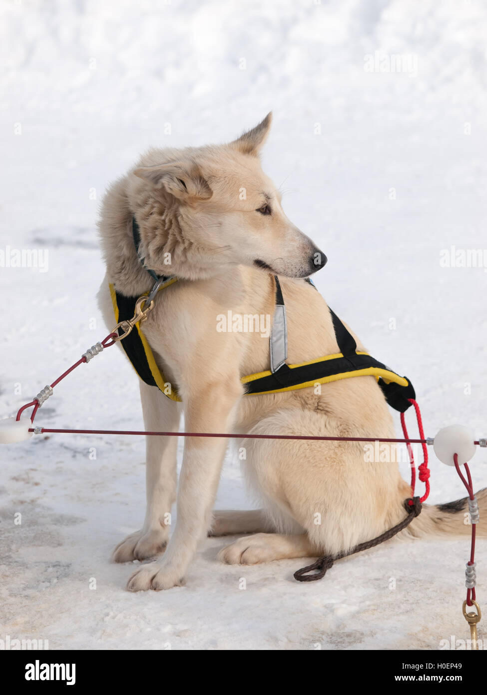 Sleigh dog sitting in snow alone with harness Stock Photo - Alamy