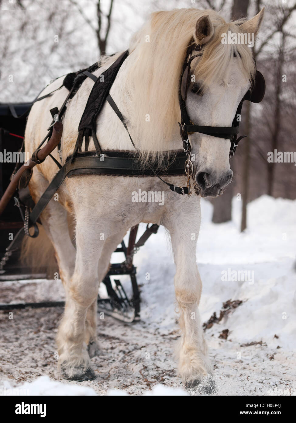 White horse pulling sleigh in winter Stock Photo Alamy