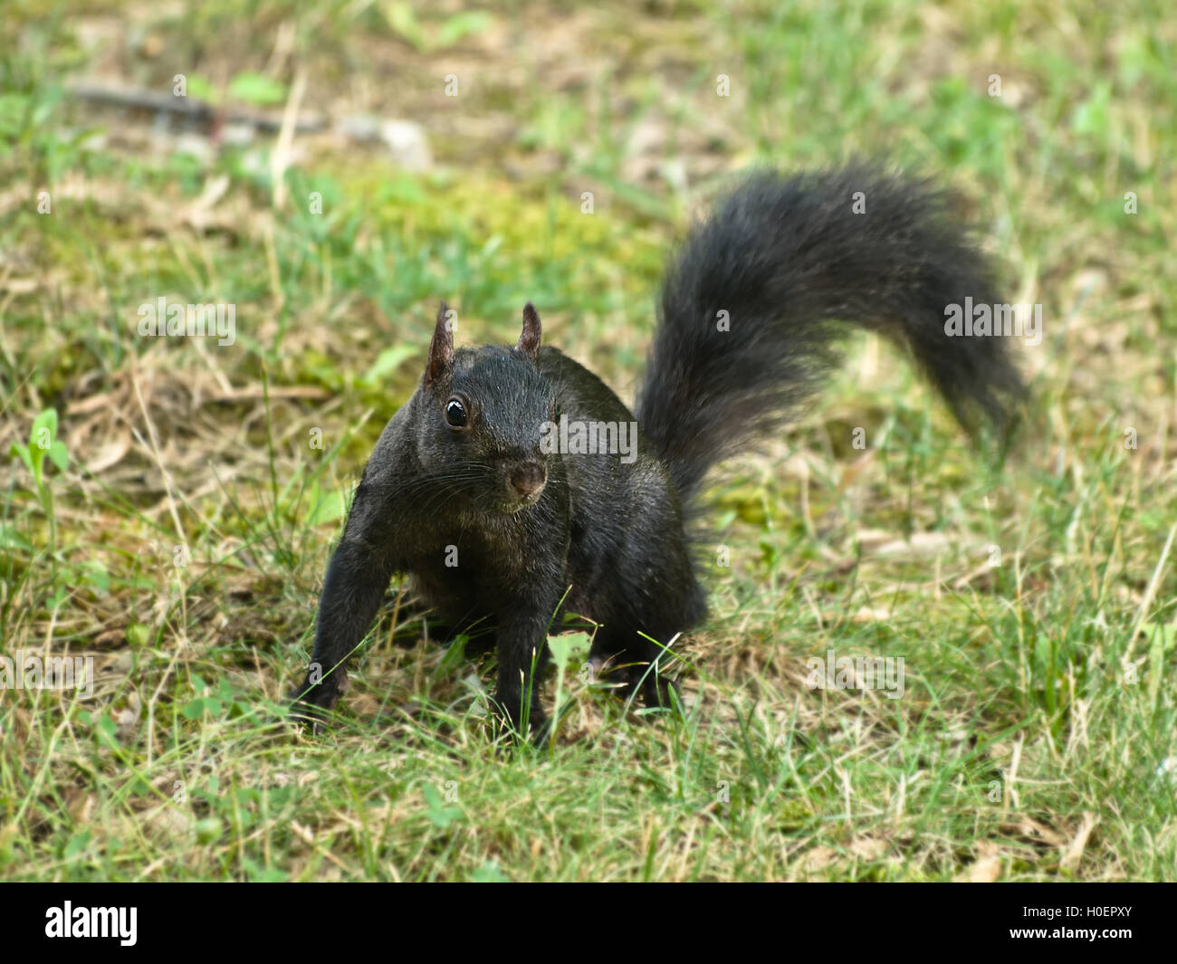 black squirrel in the grass Stock Photo