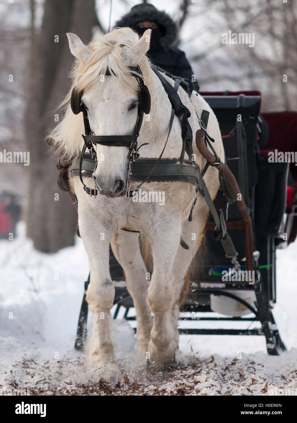 White horse pulling black sleigh in winter Stock Photo
