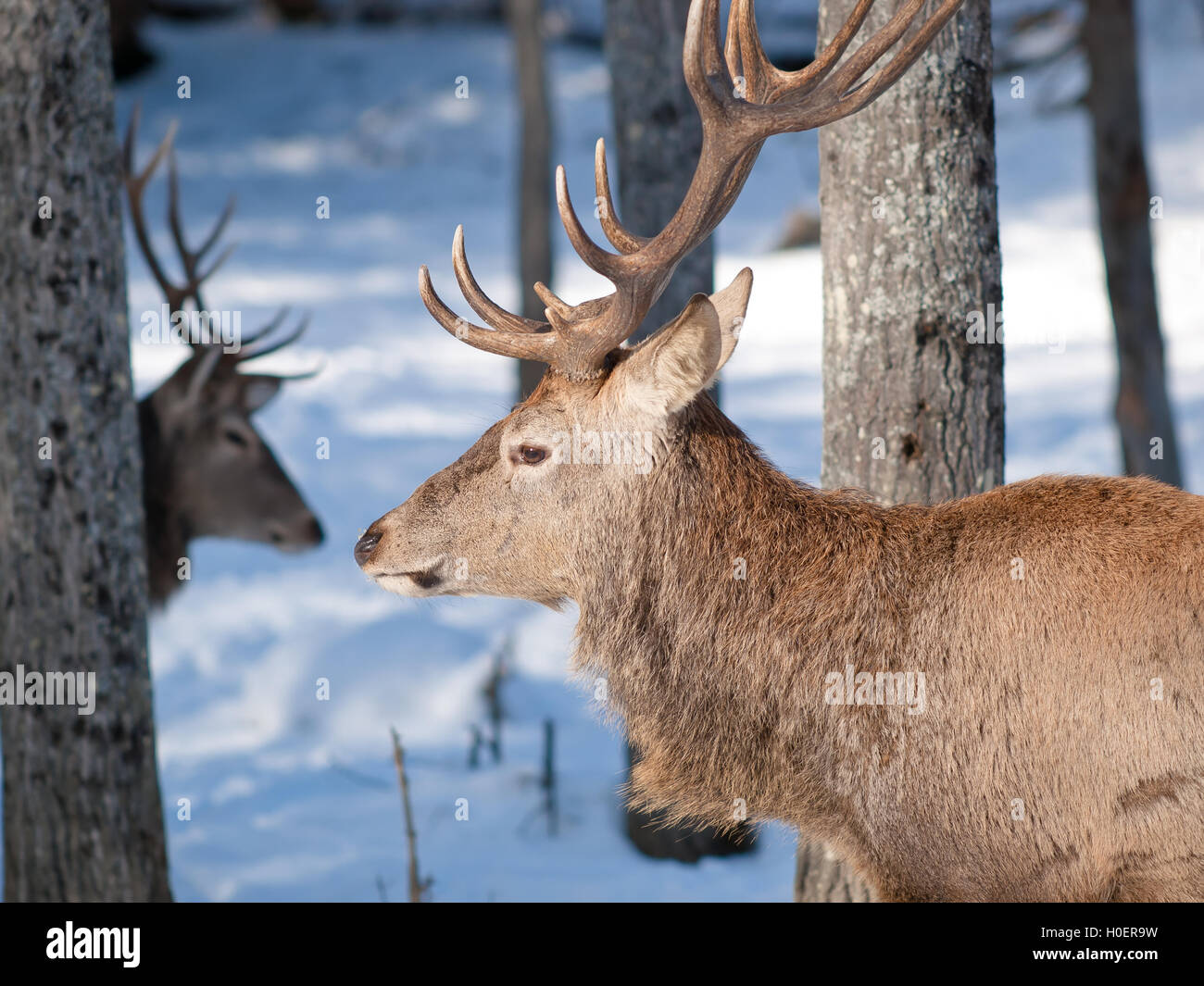 Male Red Deer in winter Stock Photo