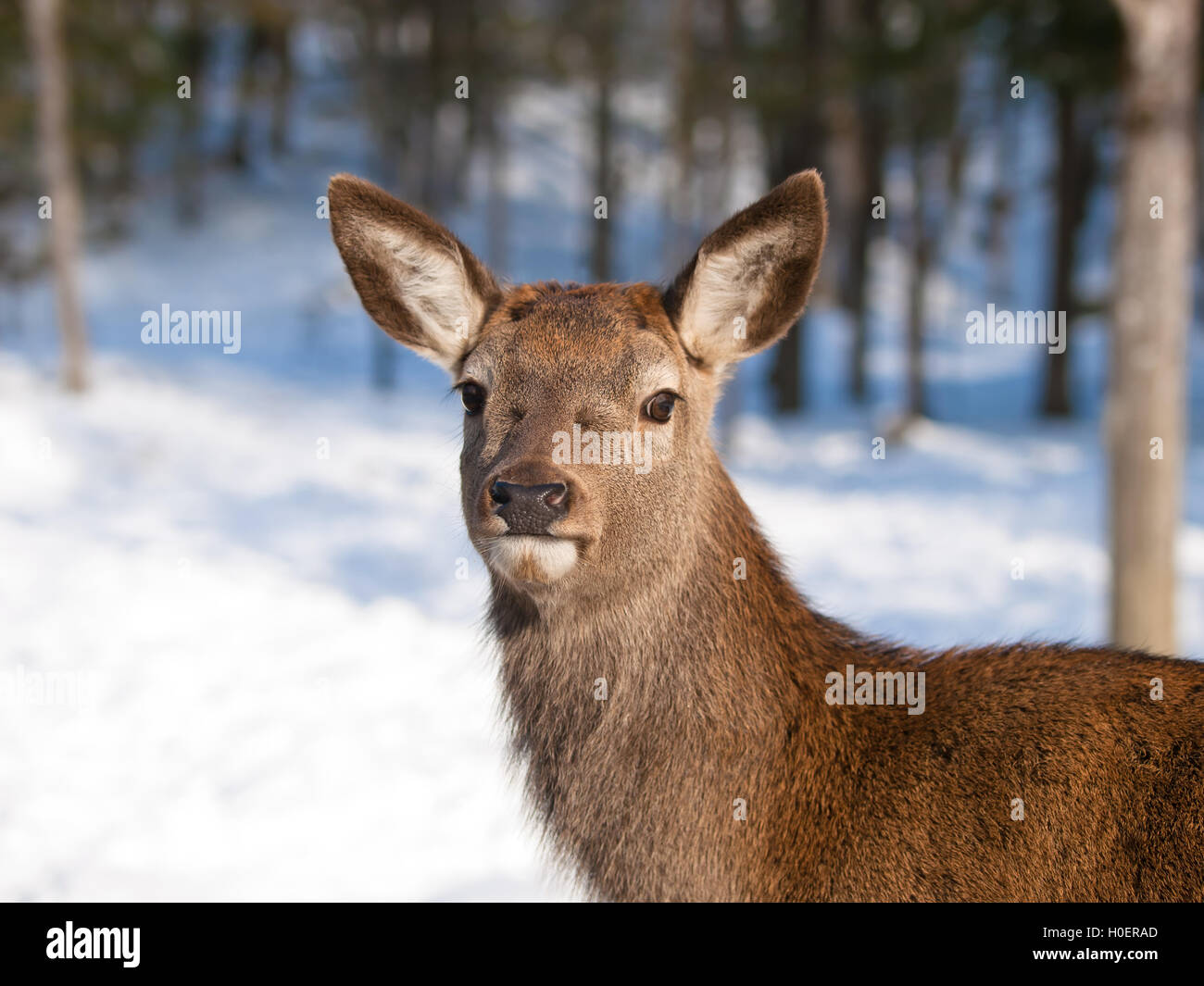 Baby deer fawn in winter Stock Photo