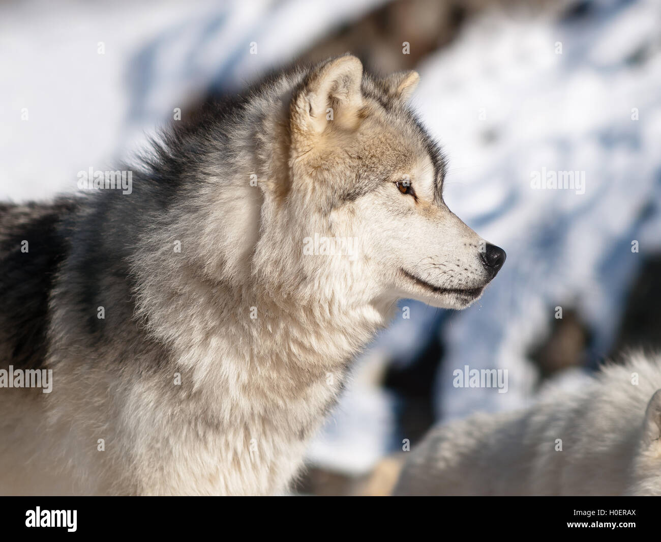 Artic wolf in winter Stock Photo