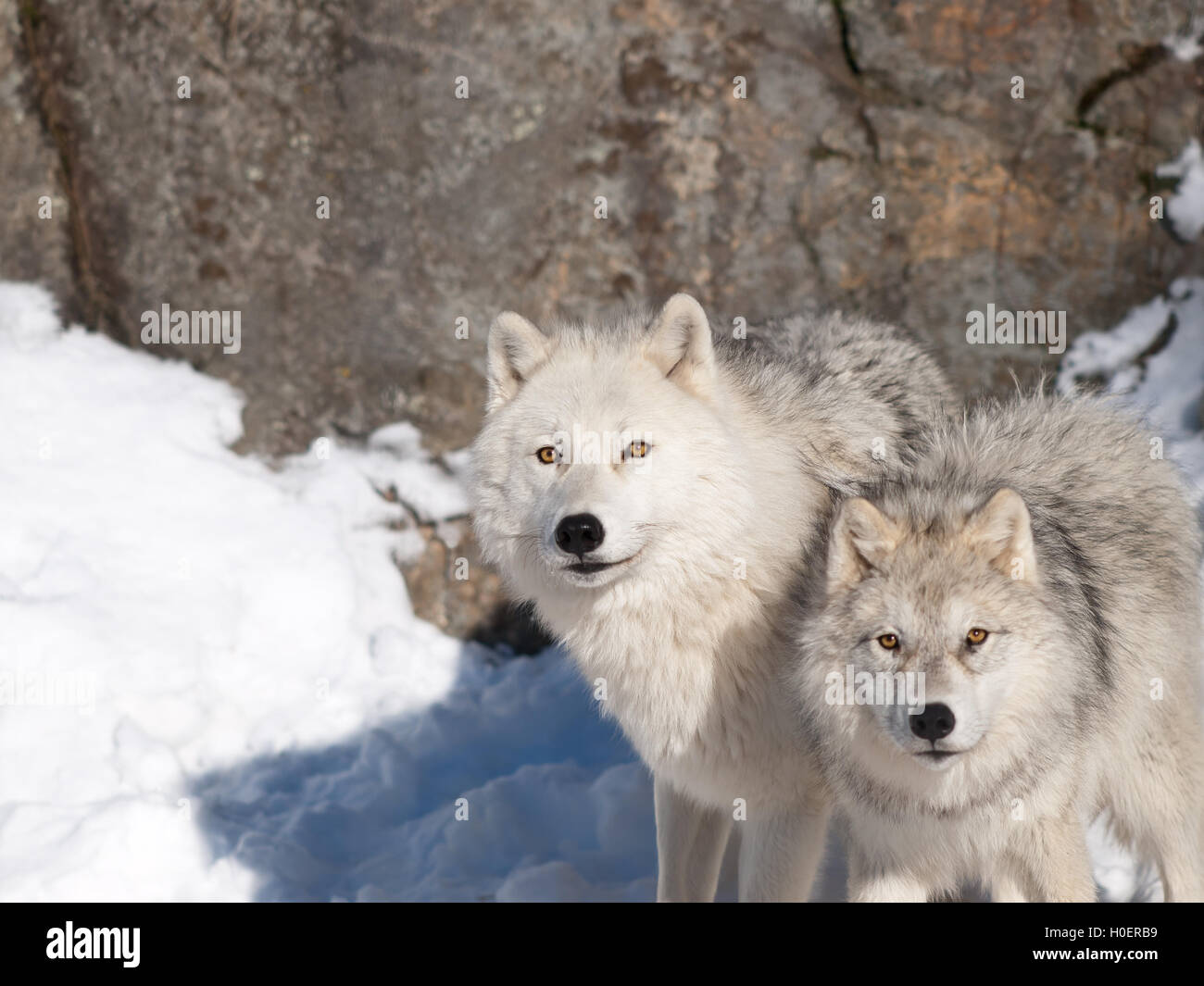 Artic Wolf In Winter Stock Photo Alamy