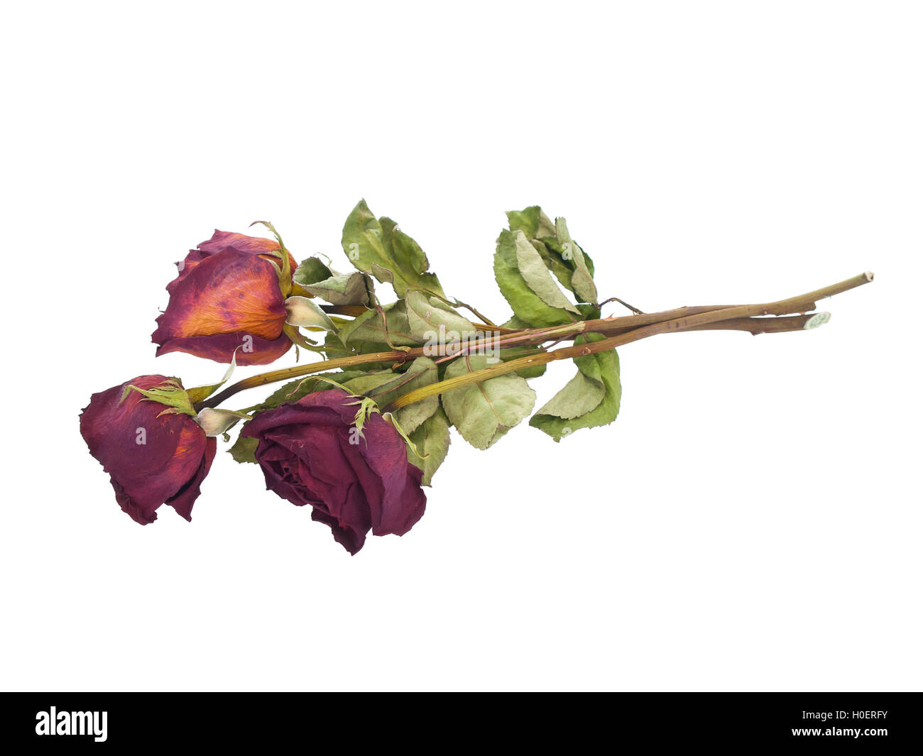 Dehydrated Rose Royalty-Free Images, Stock Photos & Pictures