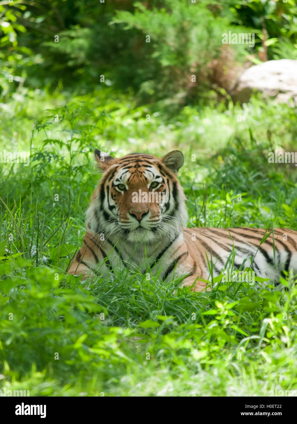 Relaxed tiger on the green grass in zoo Stock Photo