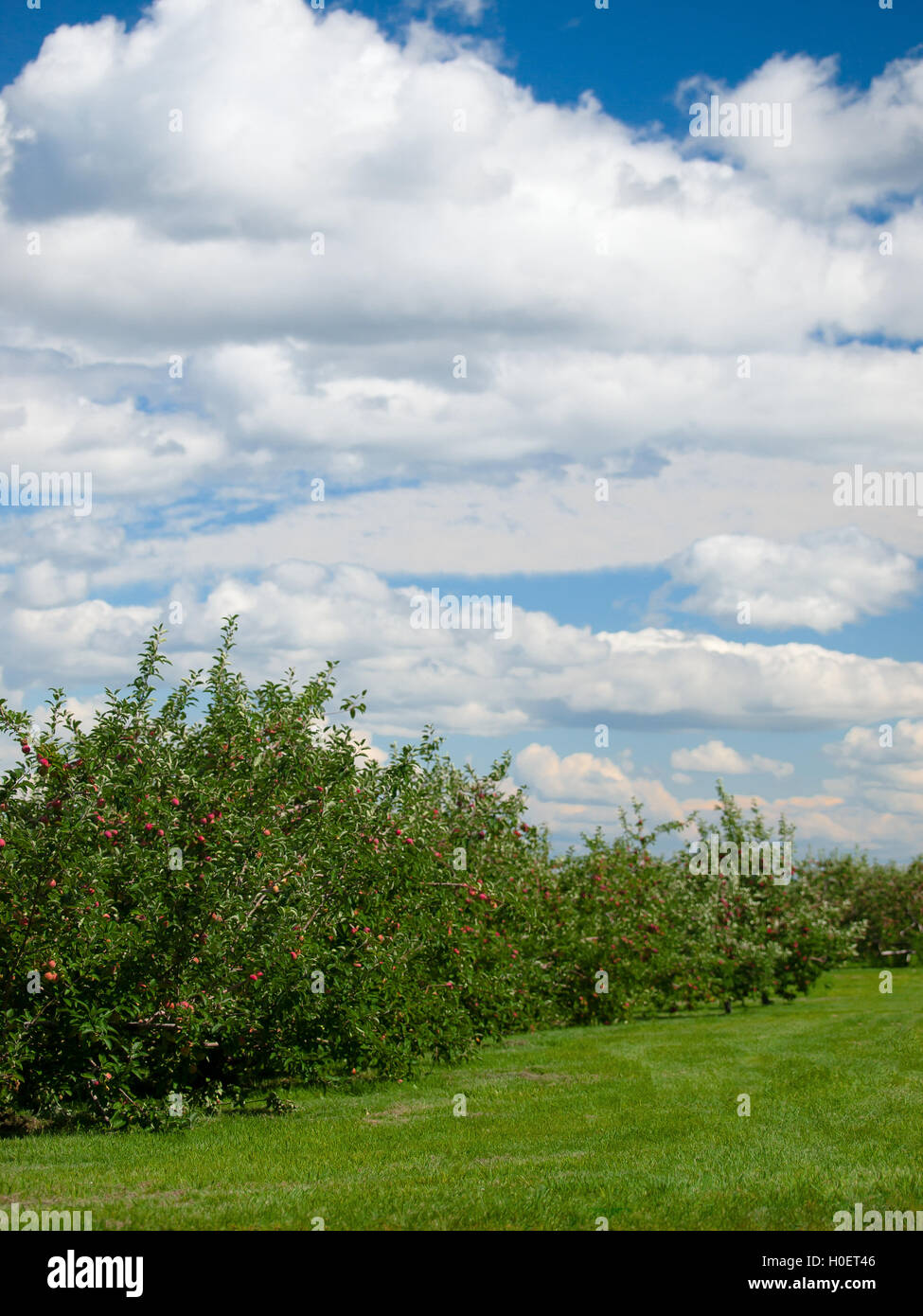 Apple orchard with ripe apples on the trees Stock Photo - Alamy
