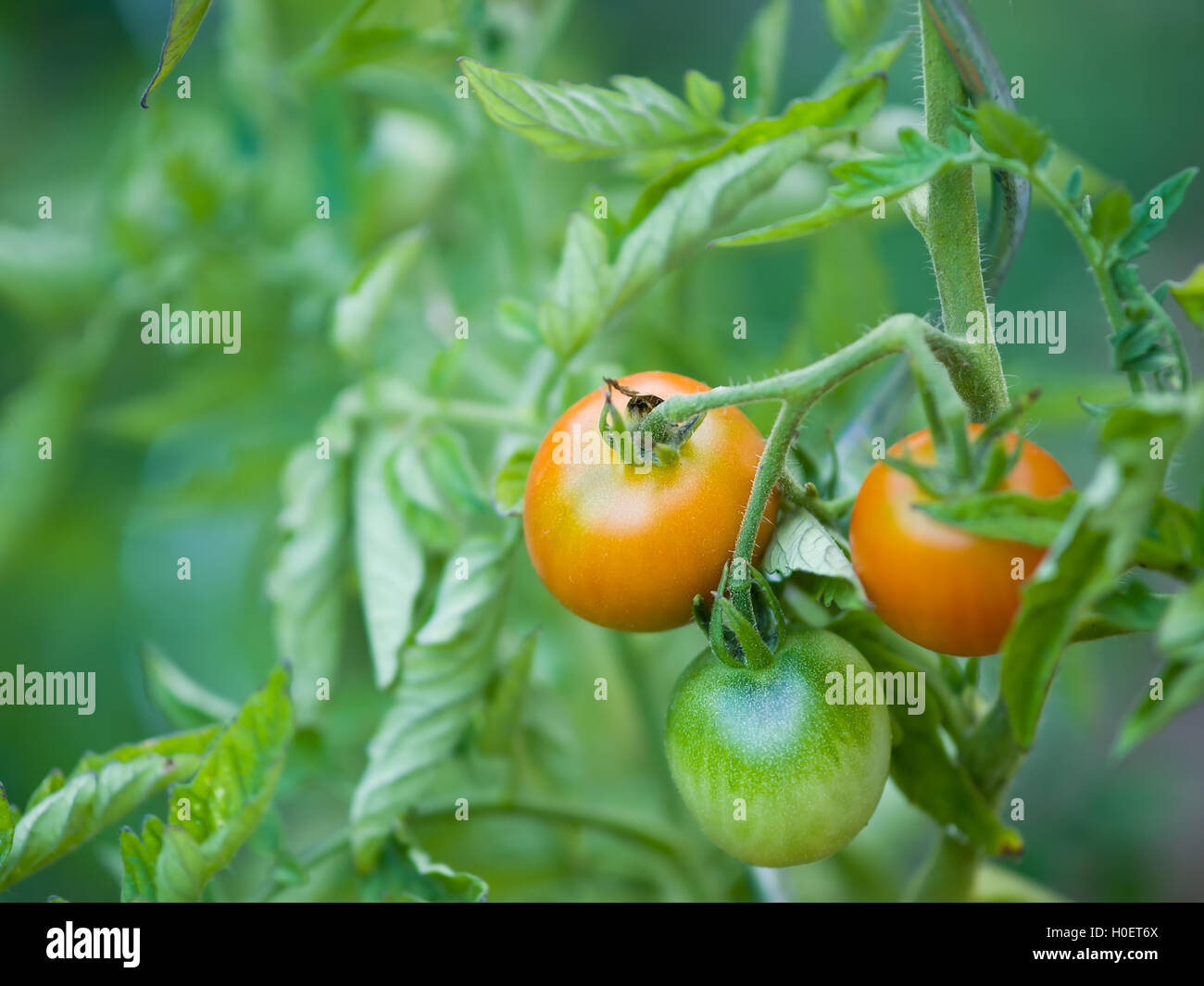 Tomato plant with red and green tomatoes Stock Photo - Alamy