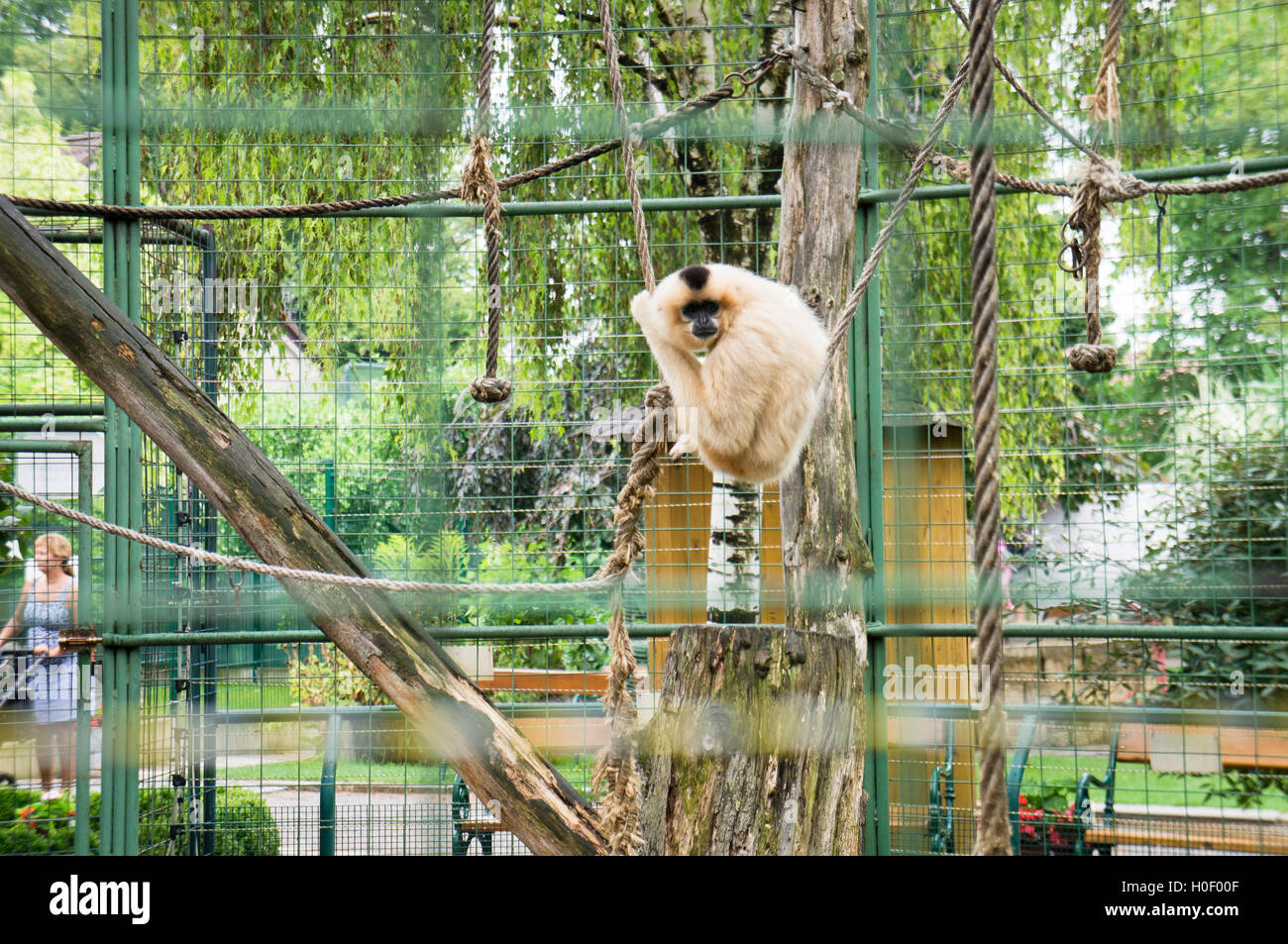 Buff-cheeked Gibbon (Red-cheeked Gibbon, Yellow-cheeked Gibbon), Nomascus gabriellae Stock Photo