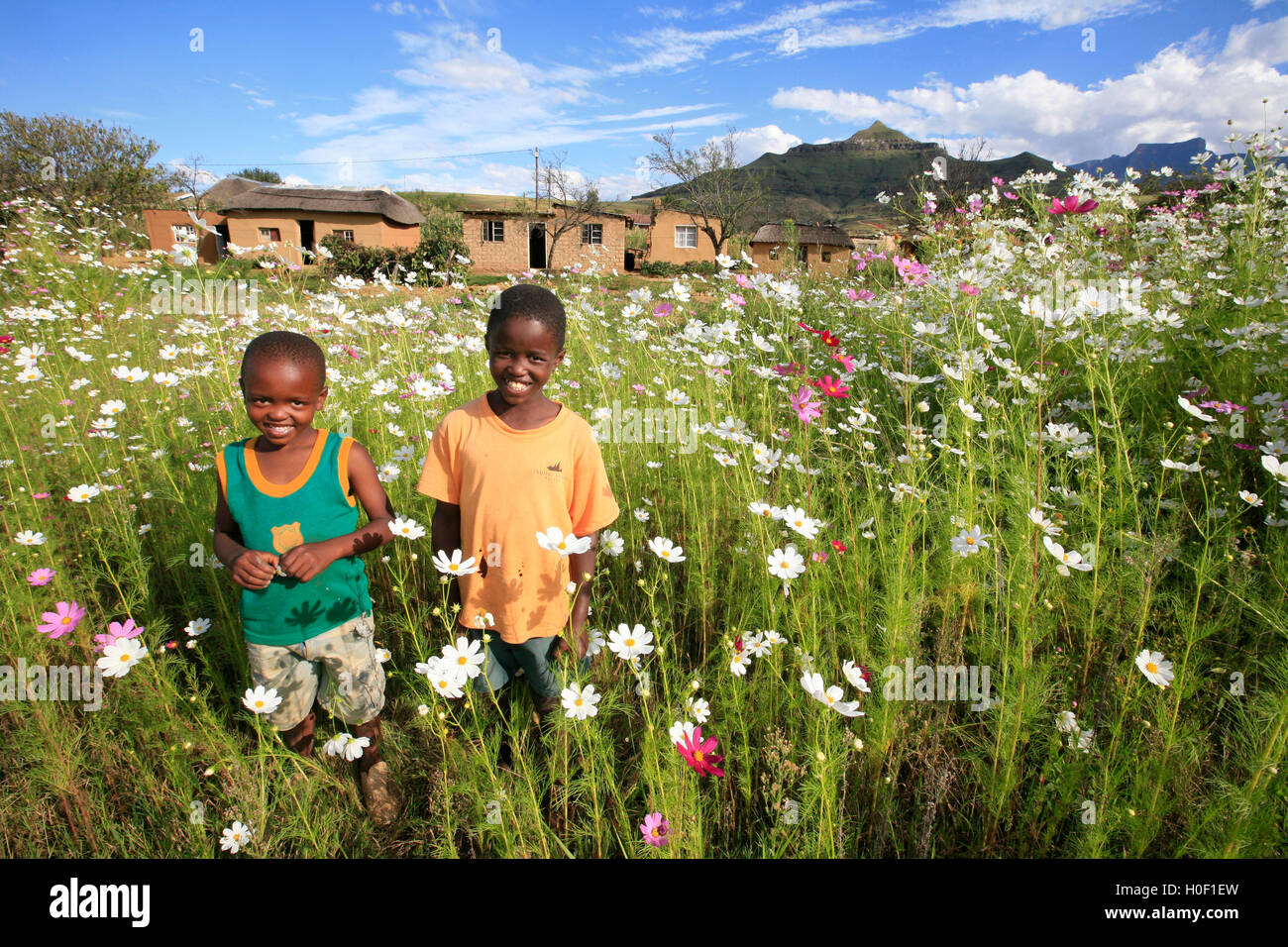 Two smiling children standing in a field of cosmos near Bergville Stock Photo