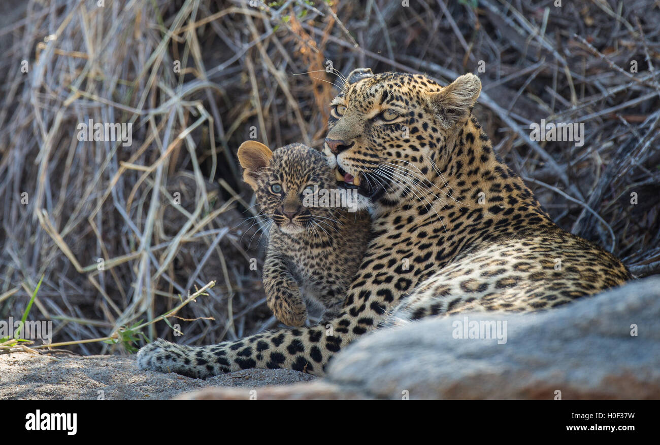 Portrait of a female leopard (Panthera pardus) and eight-week old cub Stock Photo