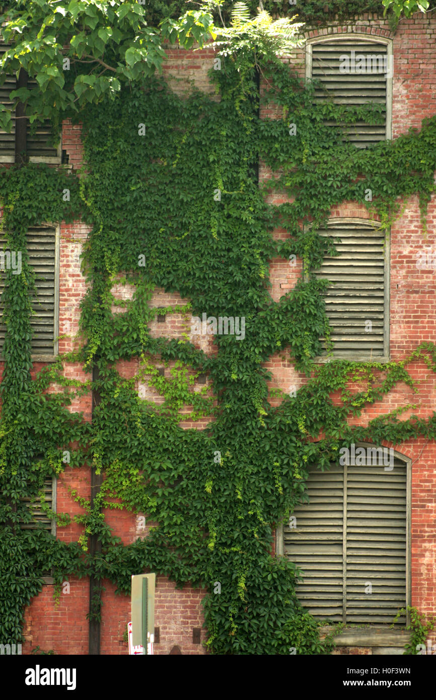 Vines On Brick Wall High Resolution Stock Photography and Images Alamy