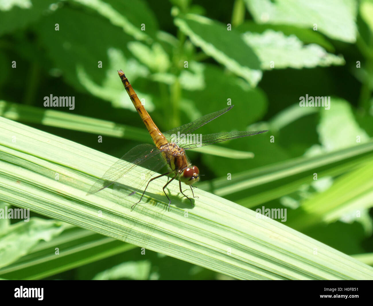 Dragonfly on a Green Leaf in the Sunshine Stock Photo - Alamy
