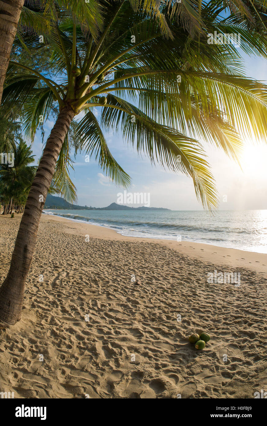 Amazing Tropical beach with coconut trees Stock Photo - Alamy