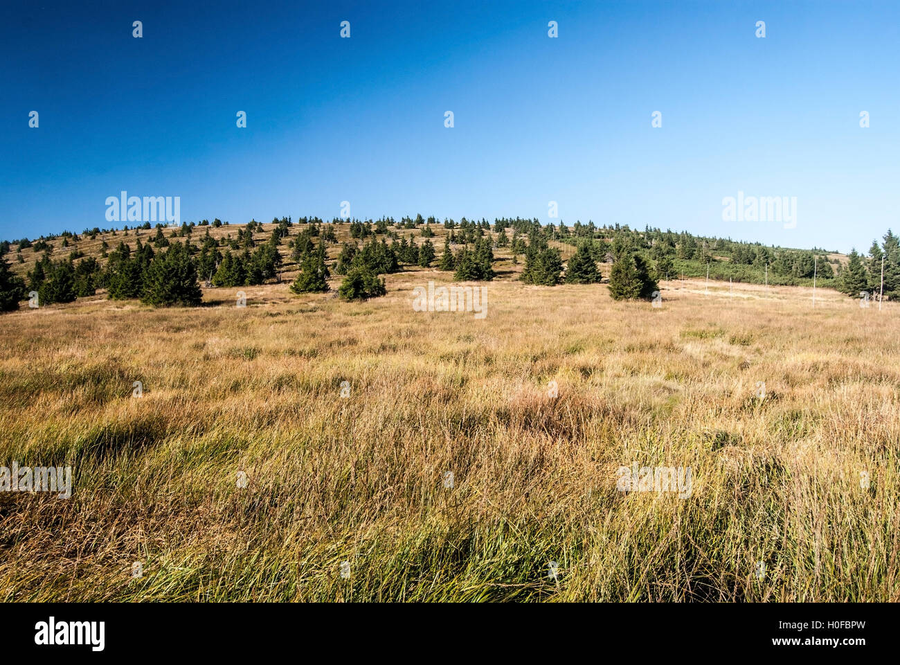 mountain meadow with Velky Maj hill on the background and clear sky in Jeseniky mountain range main ridge Stock Photo