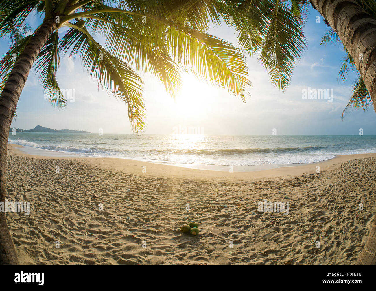 Amazing Tropical beach with coconut trees Stock Photo - Alamy