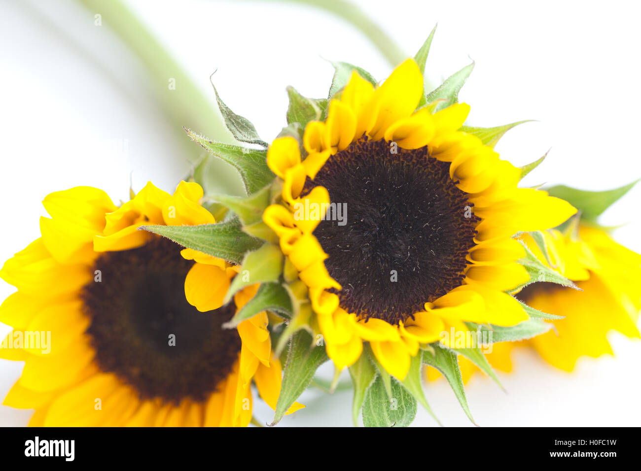 bouquet of three sunflowers isolated on white Stock Photo - Alamy