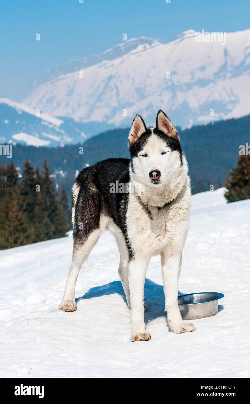 Siberian Husky in the snow Stock Photo - Alamy