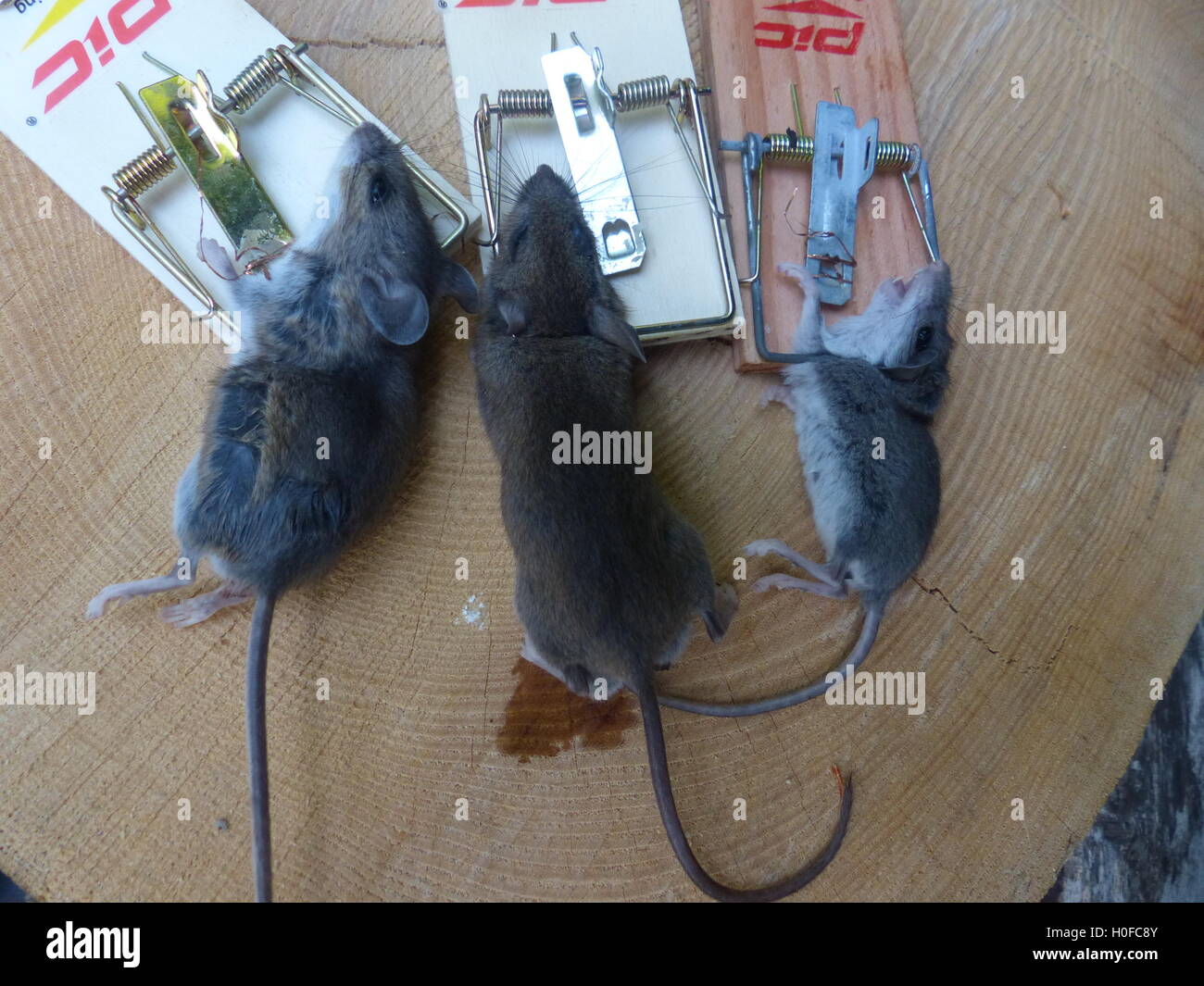 Dead Mice Caught In Trap Stock Photo - Alamy