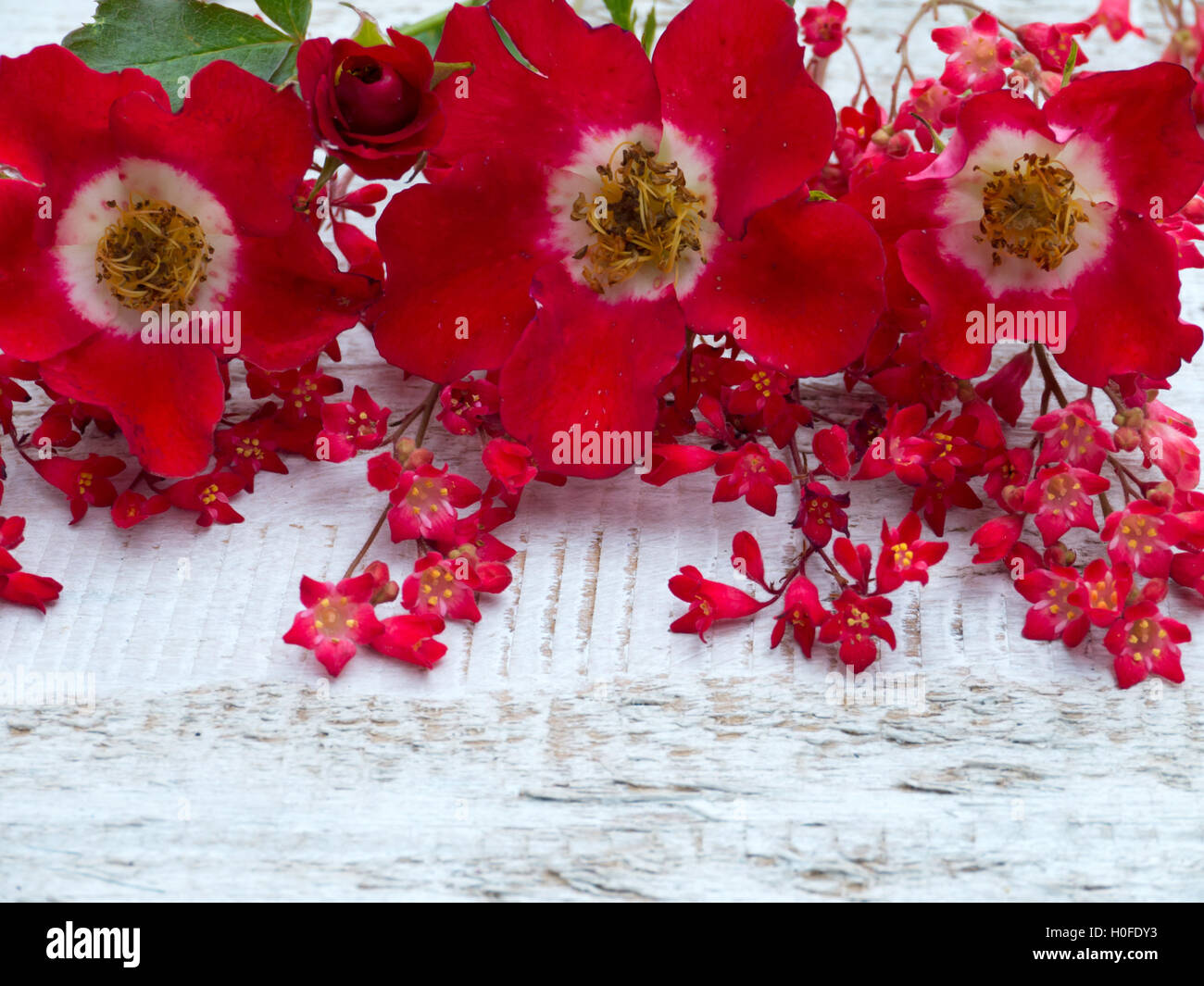 Vibrant red single flowered roses and heuchera flowers on the white painted rough board Stock Photo