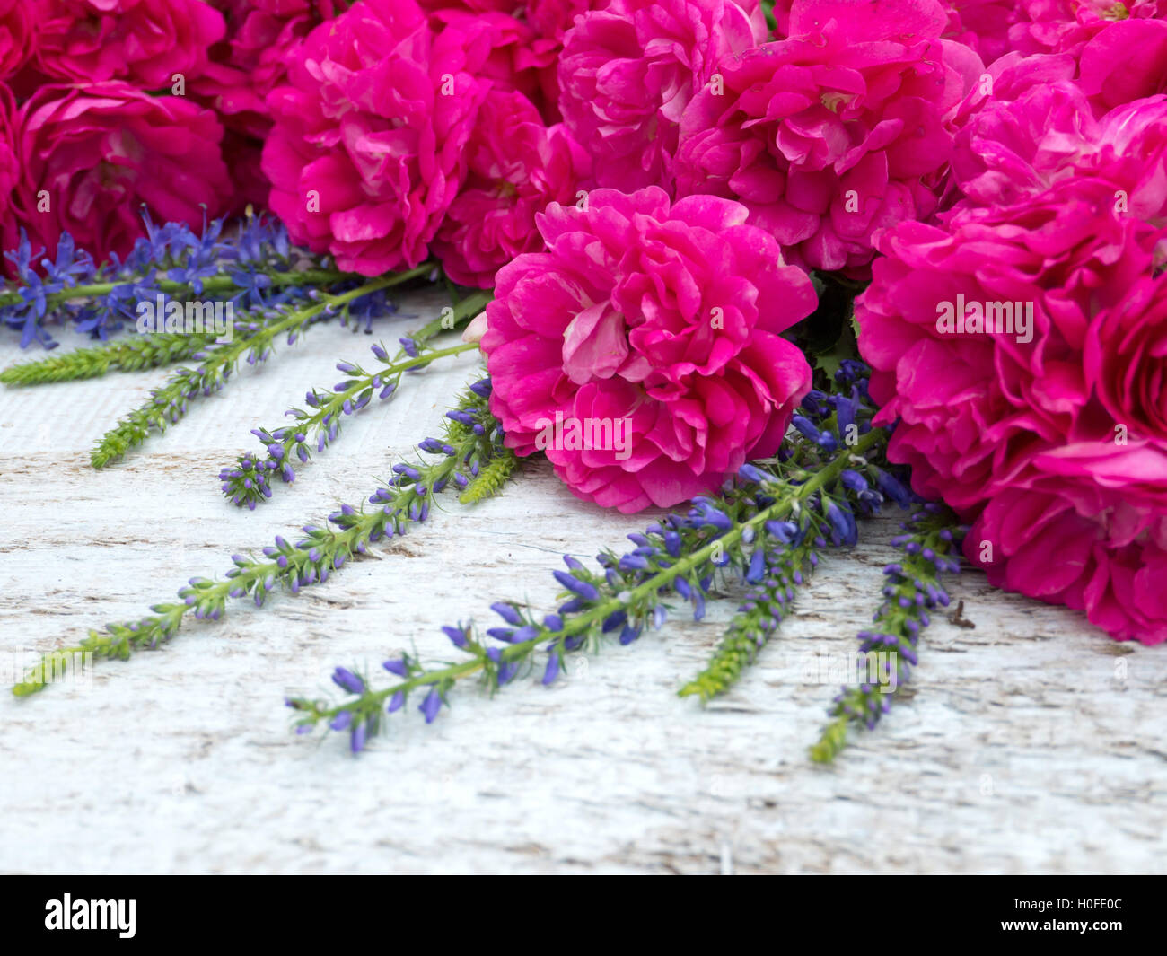 Deep pink double roses and veronica spicata on the white painted background Stock Photo